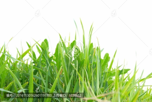 綠色的草中分離