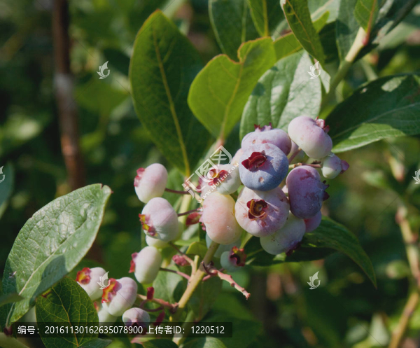 在成熟的blueberries-0354