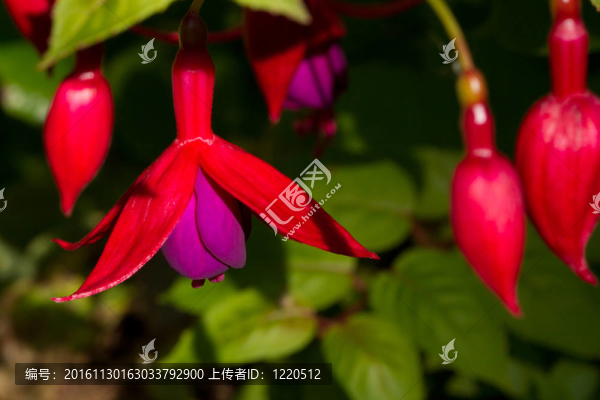 富甲花。