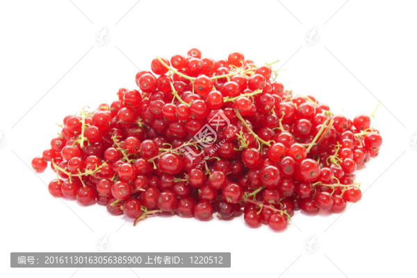 覆盆子，黑醋栗樁。