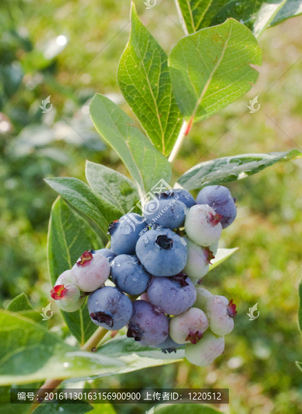 新的blueberries_0357-匯圖網(wǎng) www.fosd68.com 新的blueberries_0357