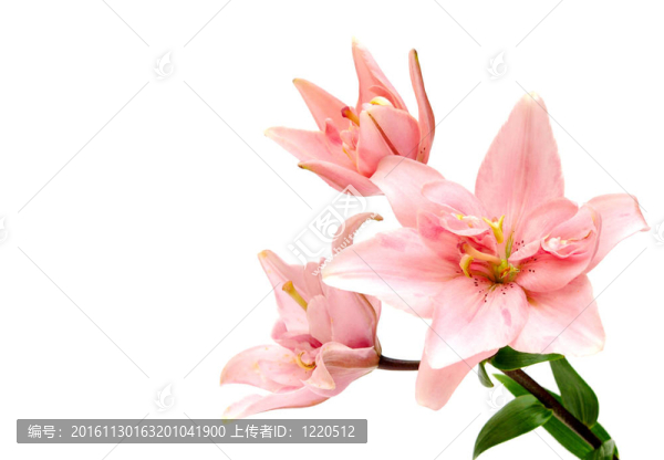 美麗的百合花白色