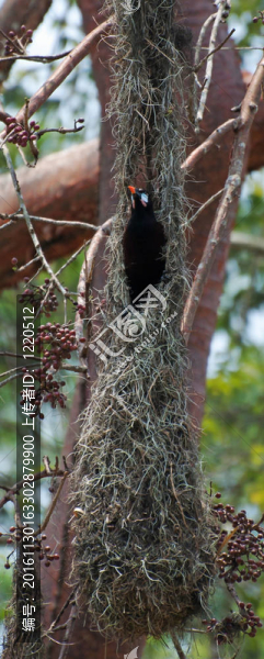 褐色擬椋鳥（Psarocolius,Montezuma）棲息在鳥巢掛開放；蒂卡爾；瓜地馬拉
