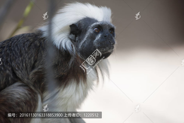 小迪迪