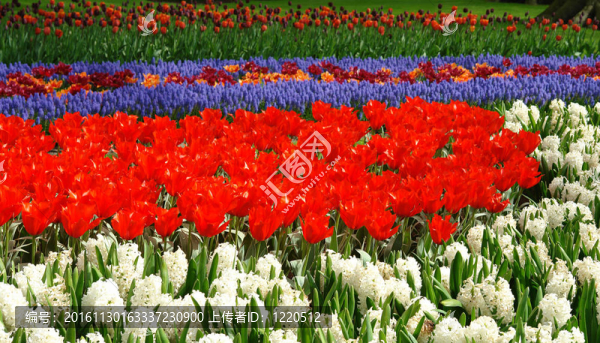 Keukenhof春季花壇