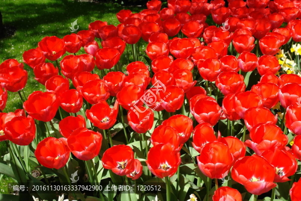 紅色郁金香；Keukenhof花園