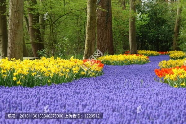 Keukenhof春季花壇