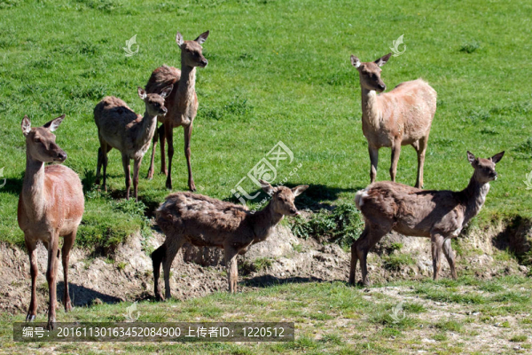 紅鹿（Cervus,elaphus）
