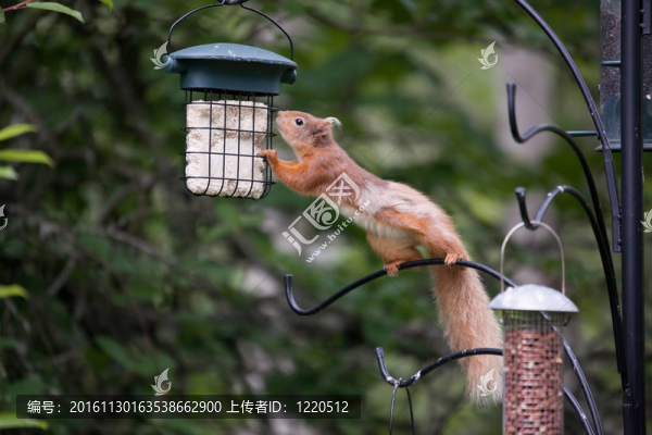 歐亞紅松鼠（Sciurus,vulgaris）_03
