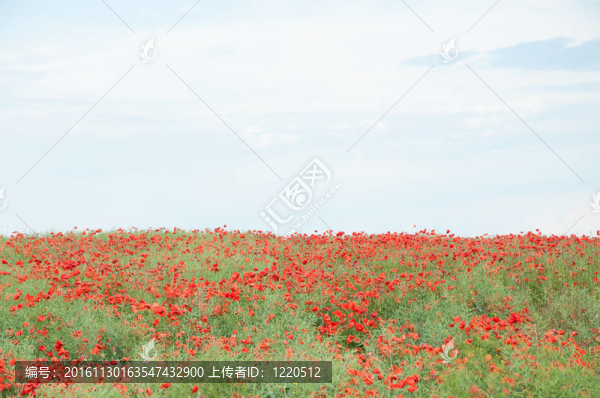 紅罌粟和多云的天空領域