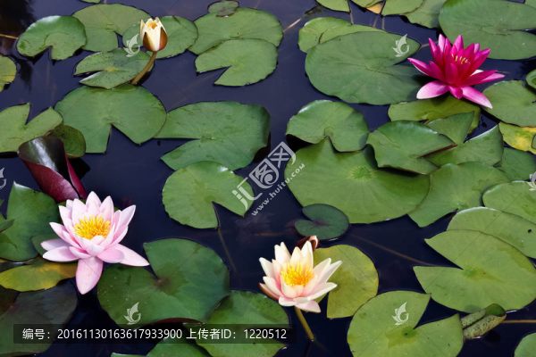 水百合