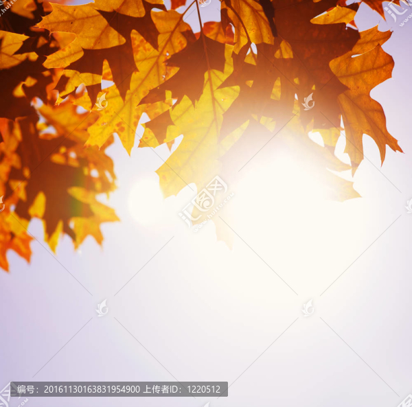 秋天的樹(shù)葉和天空