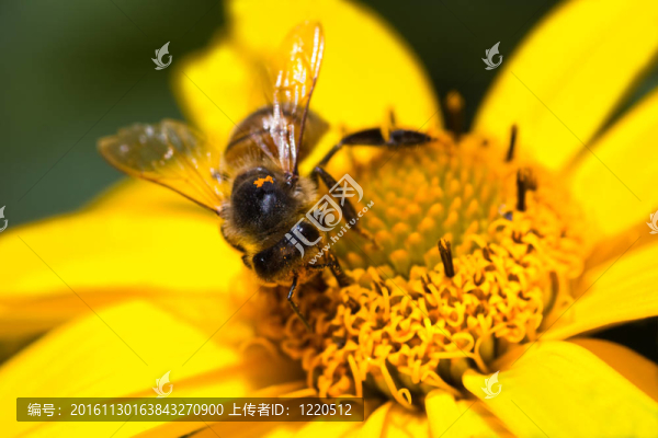 蜜蜂在黃色的花上