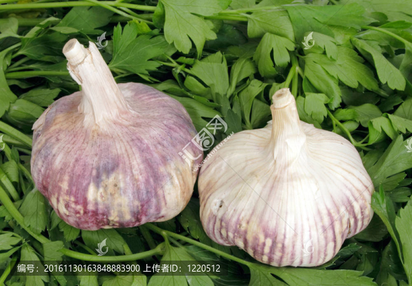 大蒜和香菜