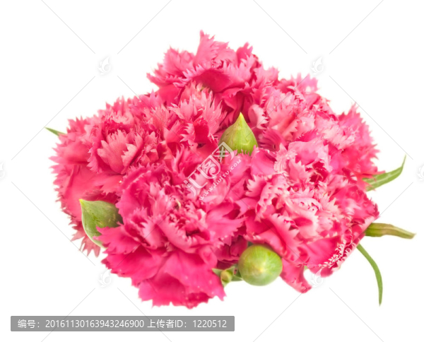 粉紅色康乃馨花束插花春天分離