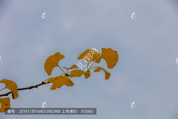 銀杏