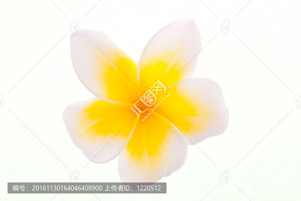 孤立的單黃熱門預(yù)訂鮮花