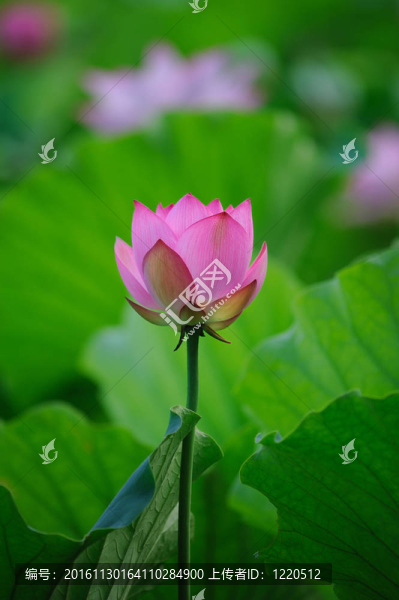 蓮花
