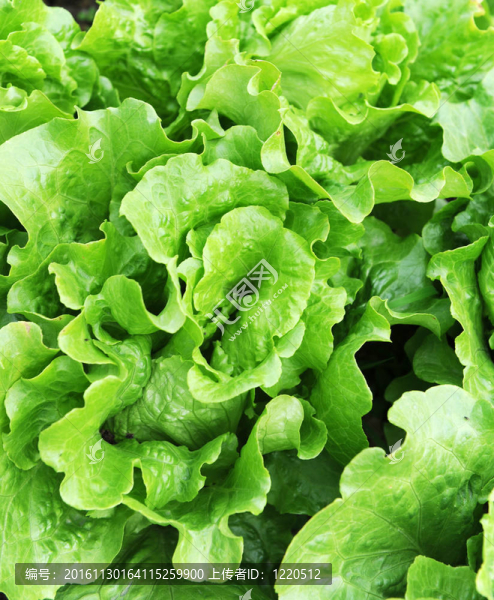 在土壤中生長的生菜
