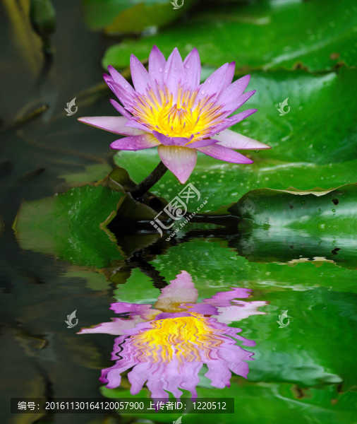 蓮花