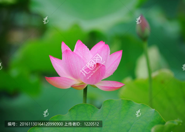蓮花