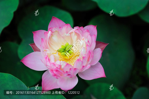 蓮花