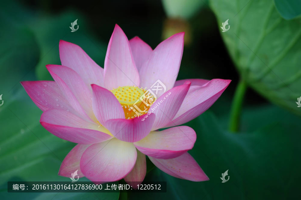 蓮花