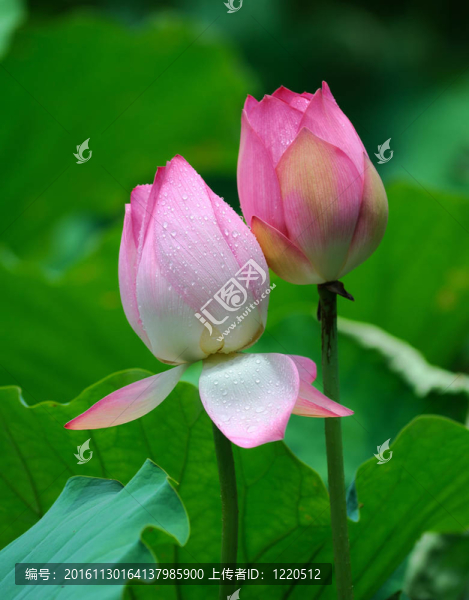 蓮花