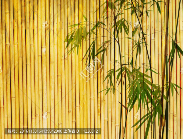 輕竹背景偉大的任何項(xiàng)目。竹葉背景框架。