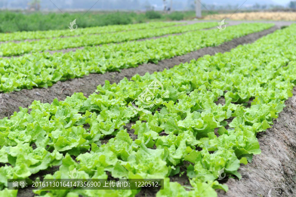 在土壤中生長(zhǎng)的生菜