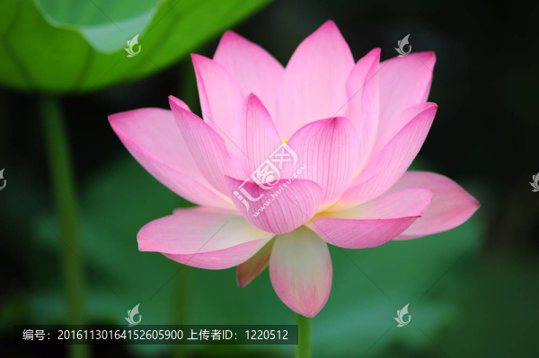 蓮花