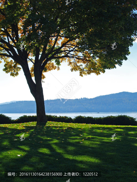 草園與背景科達(dá)倫愛達(dá)荷州的美國和芒廷萊克的一棵樹的剪影