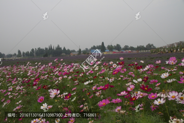 薰衣草花海