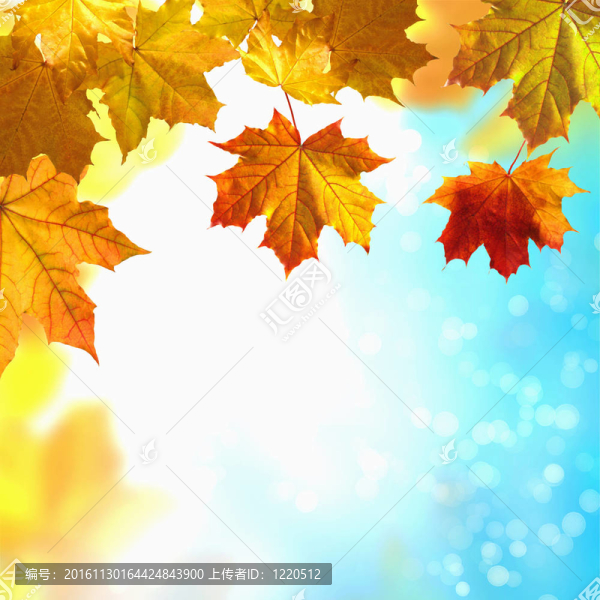 紅色和黃色的葉子