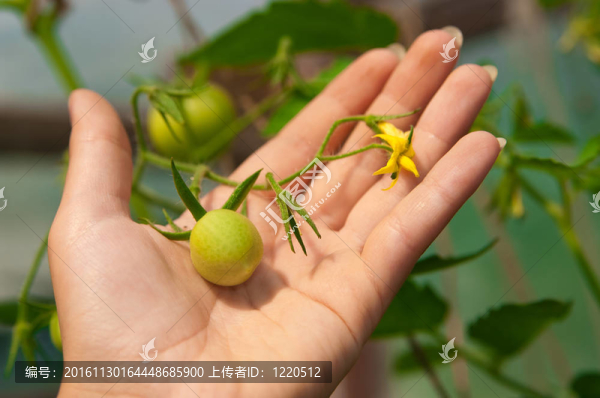棕櫚樹上的西紅柿