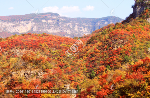 太行紅葉