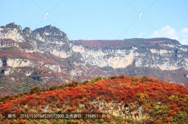 太行山靳家?guī)X紅葉