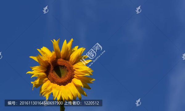 向日葵