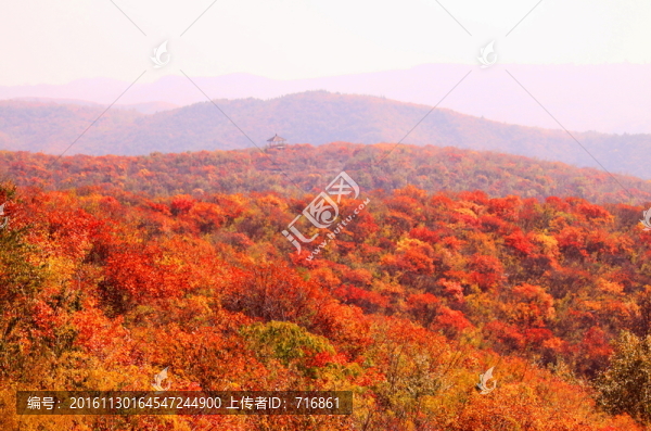 太行山靳家?guī)X紅葉