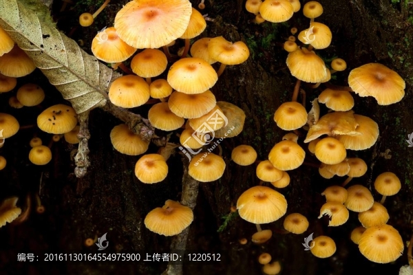 用一些真菌包裹的老殘端苔蘚