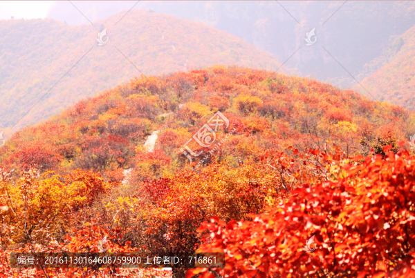 靳家?guī)X紅葉