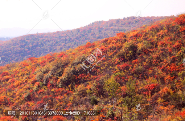 太行山靳家?guī)X紅葉