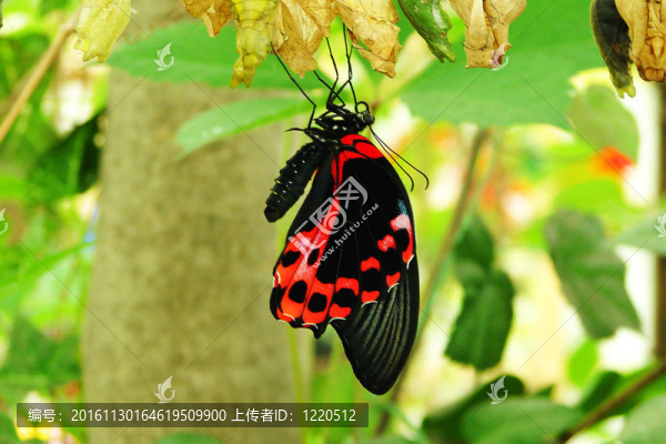 蝴蝶在樹枝