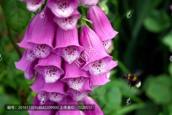 在一個(gè)英語國家花園毛地黃