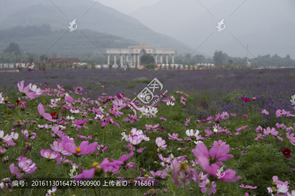 薰衣草莊園