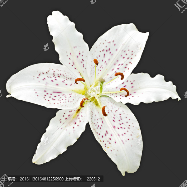 黑色背景上的皇家百合花