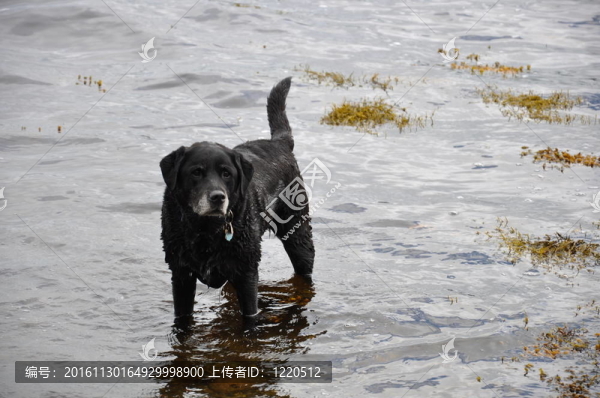 在水的黑色拉布拉多獵犬
