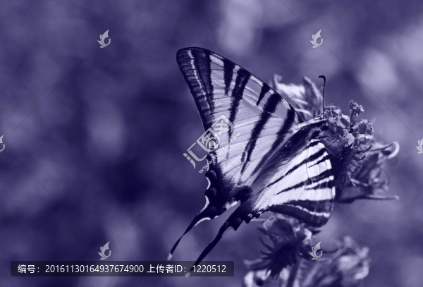 蝴蝶花