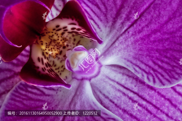 蘭花的特寫