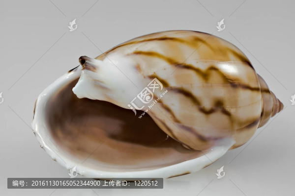 小疤的貝殼